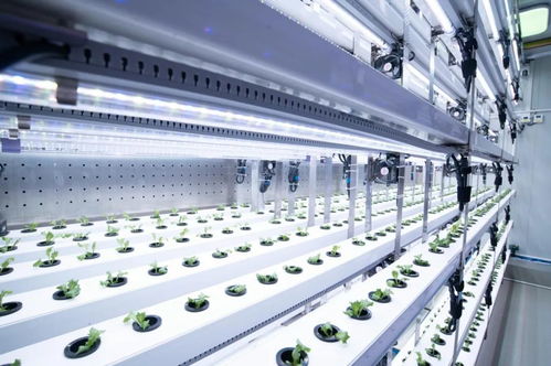 新农人的求索 既要种菜，也要种钱——信息科技赋能现代农业新路径